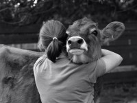 girl-and-cow